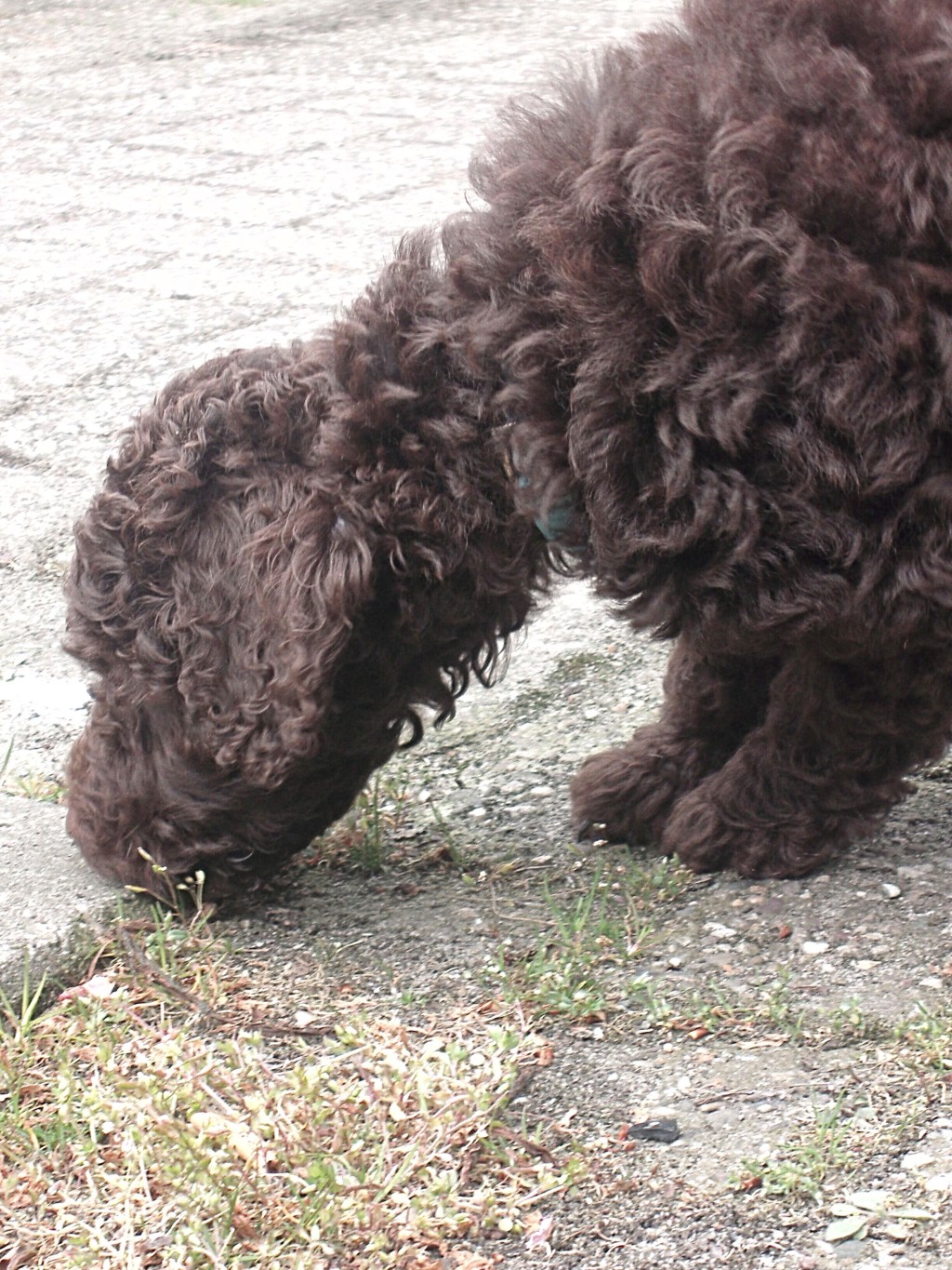 Blog 5★ – mijn&nbsp;labradoodle