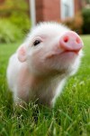 micro pig