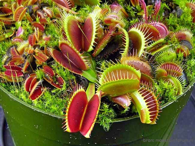 vleesetendeplanten_Fotor.jpg